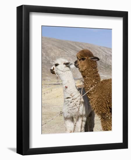 Alpacas Outside Local Home, Puno, Peru-Diane Johnson-Framed Premium Photographic Print