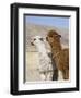 Alpacas Outside Local Home, Puno, Peru-Diane Johnson-Framed Premium Photographic Print