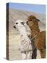 Alpacas Outside Local Home, Puno, Peru-Diane Johnson-Stretched Canvas