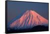 Alpenglow on Mt. Ngauruhoe at dawn, Tongariro NP, Central Plateau, N Island, New Zealand-David Wall-Framed Stretched Canvas