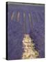 Alpes-De-Haute-Provence, Valensole, Lavendar Fields, Provence-Alpes-Cote D'Azur, France-Alan Copson-Stretched Canvas