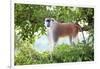 Alpha male Patas monkey on the lookout, Murchison Falls National Park, Uganda, Africa-Tom Broadhurst-Framed Photographic Print