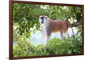 Alpha male Patas monkey on the lookout, Murchison Falls National Park, Uganda, Africa-Tom Broadhurst-Framed Photographic Print