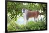 Alpha male Patas monkey on the lookout, Murchison Falls National Park, Uganda, Africa-Tom Broadhurst-Framed Photographic Print