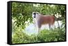Alpha male Patas monkey on the lookout, Murchison Falls National Park, Uganda, Africa-Tom Broadhurst-Framed Stretched Canvas