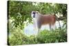 Alpha male Patas monkey on the lookout, Murchison Falls National Park, Uganda, Africa-Tom Broadhurst-Stretched Canvas