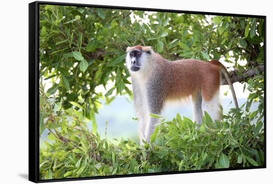 Alpha male Patas monkey on the lookout, Murchison Falls National Park, Uganda, Africa-Tom Broadhurst-Framed Stretched Canvas