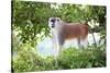 Alpha male Patas monkey on the lookout, Murchison Falls National Park, Uganda, Africa-Tom Broadhurst-Stretched Canvas