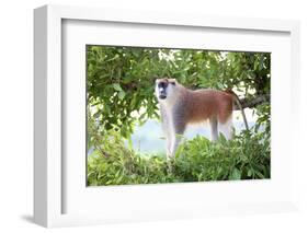 Alpha male Patas monkey on the lookout, Murchison Falls National Park, Uganda, Africa-Tom Broadhurst-Framed Photographic Print