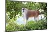 Alpha male Patas monkey on the lookout, Murchison Falls National Park, Uganda, Africa-Tom Broadhurst-Mounted Photographic Print