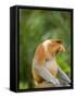 Alpha Male Proboscis Monkey in Territorial Stance, Sabah, Borneo-Mark Hannaford-Framed Stretched Canvas