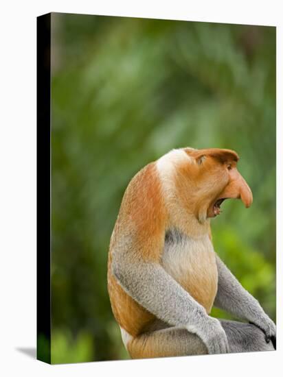 Alpha Male Proboscis Monkey in Territorial Stance, Sabah, Borneo-Mark Hannaford-Stretched Canvas