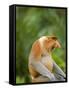 Alpha Male Proboscis Monkey in Territorial Stance, Sabah, Borneo-Mark Hannaford-Framed Stretched Canvas