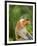 Alpha Male Proboscis Monkey in Territorial Stance, Sabah, Borneo-Mark Hannaford-Framed Premium Photographic Print