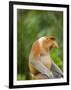 Alpha Male Proboscis Monkey in Territorial Stance, Sabah, Borneo-Mark Hannaford-Framed Premium Photographic Print