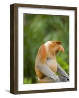 Alpha Male Proboscis Monkey in Territorial Stance, Sabah, Borneo-Mark Hannaford-Framed Photographic Print