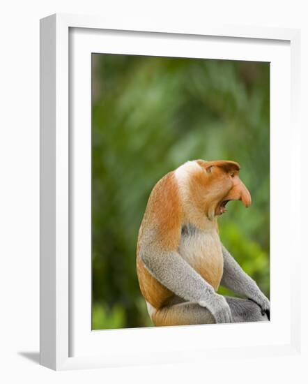 Alpha Male Proboscis Monkey in Territorial Stance, Sabah, Borneo-Mark Hannaford-Framed Photographic Print