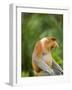 Alpha Male Proboscis Monkey in Territorial Stance, Sabah, Borneo-Mark Hannaford-Framed Photographic Print