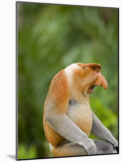 Alpha Male Proboscis Monkey in Territorial Stance, Sabah, Borneo-Mark Hannaford-Mounted Photographic Print