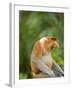 Alpha Male Proboscis Monkey in Territorial Stance, Sabah, Borneo-Mark Hannaford-Framed Photographic Print