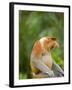 Alpha Male Proboscis Monkey in Territorial Stance, Sabah, Borneo-Mark Hannaford-Framed Photographic Print