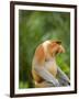 Alpha Male Proboscis Monkey in Territorial Stance, Sabah, Borneo-Mark Hannaford-Framed Photographic Print