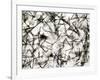 Alpha Particle Tracks From Radioactive Source-C. Powell-Framed Photographic Print