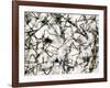 Alpha Particle Tracks From Radioactive Source-C. Powell-Framed Photographic Print