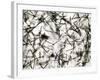 Alpha Particle Tracks From Radioactive Source-C. Powell-Framed Photographic Print