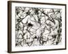 Alpha Particle Tracks From Radioactive Source-C. Powell-Framed Photographic Print