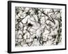 Alpha Particle Tracks From Radioactive Source-C. Powell-Framed Photographic Print