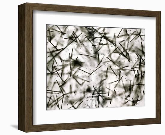 Alpha Particle Tracks From Radioactive Source-C. Powell-Framed Photographic Print