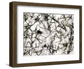 Alpha Particle Tracks From Radioactive Source-C. Powell-Framed Photographic Print