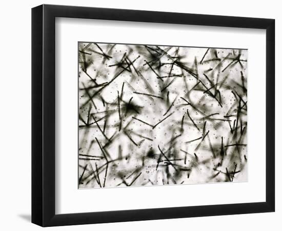 Alpha Particle Tracks From Radioactive Source-C. Powell-Framed Photographic Print