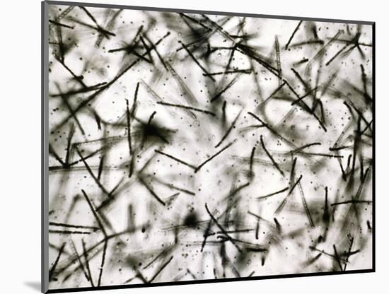 Alpha Particle Tracks From Radioactive Source-C. Powell-Mounted Photographic Print