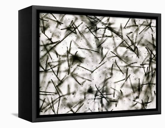 Alpha Particle Tracks From Radioactive Source-C. Powell-Framed Stretched Canvas