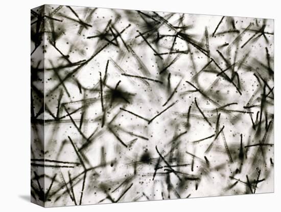 Alpha Particle Tracks From Radioactive Source-C. Powell-Stretched Canvas