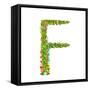 Alphabet Letter F Elegant Flower Blooming Botanical Sign. Flower ABC Sign F. Floral Summer Colorful-Popmarleo-Framed Stretched Canvas