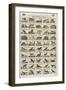 Alphabets d'animaux et d'oiseaux-null-Framed Giclee Print