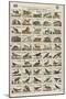 Alphabets d'animaux et d'oiseaux-null-Mounted Giclee Print