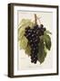 Alphonse Lavallee Grape-A. Kreyder-Framed Giclee Print