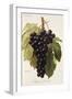 Alphonse Lavallee Grape-A. Kreyder-Framed Giclee Print