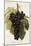 Alphonse Lavallee Grape-A. Kreyder-Mounted Giclee Print