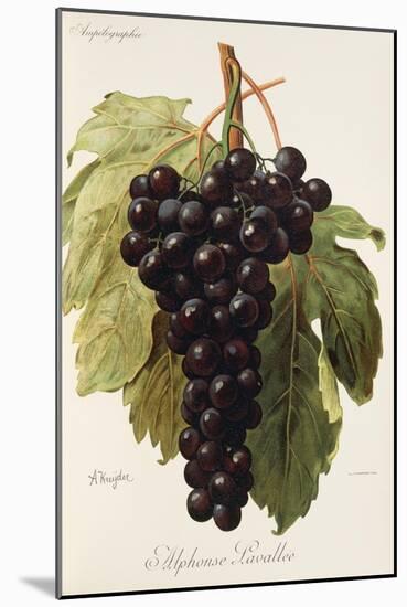 Alphonse Lavallee Grape-A. Kreyder-Mounted Giclee Print