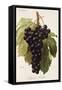 Alphonse Lavallee Grape-A. Kreyder-Framed Stretched Canvas