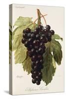 Alphonse Lavallee Grape-A. Kreyder-Stretched Canvas