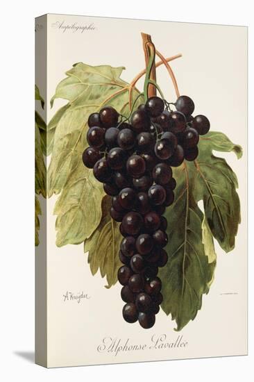 Alphonse Lavallee Grape-A. Kreyder-Stretched Canvas