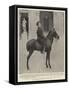 Alphonso Xiii, King of Spain, on His Favourite Pony-null-Framed Stretched Canvas