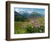 Alpine aster flowering in alpine meadow, Switzerland-Konrad Wothe-Framed Photographic Print