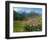 Alpine aster flowering in alpine meadow, Switzerland-Konrad Wothe-Framed Photographic Print